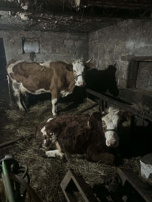 Vând vaca și junică