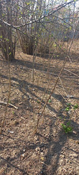 Продам тутовник недорого