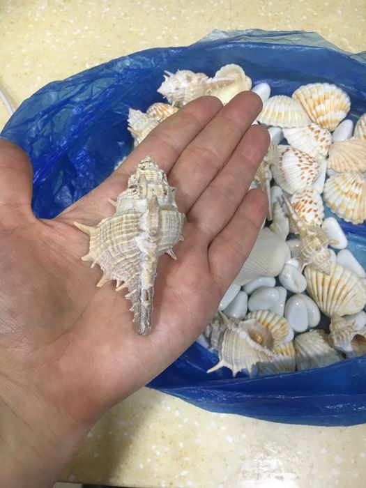 Продаются ракушки интерьра и аквариума