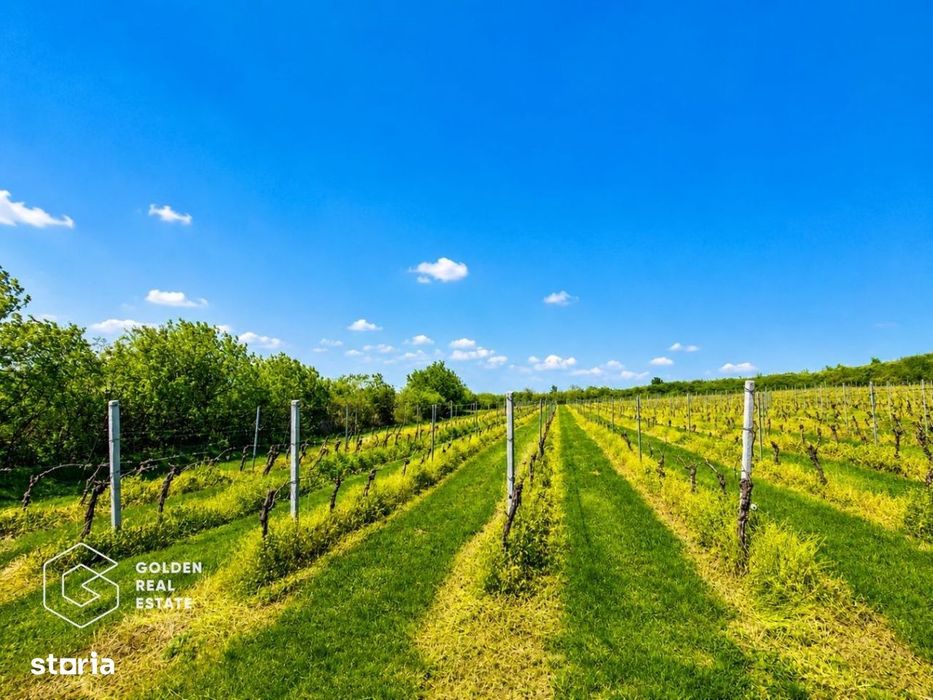 1,35 hectare vie pe rod (Cabernet si Merlot), Siria