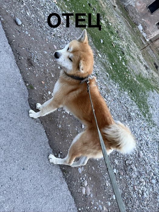 Продаются щенки породы Акита-ину , ХАТИКО