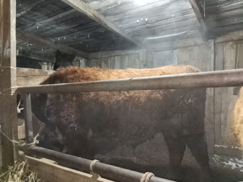 срочно продам бычки и телата