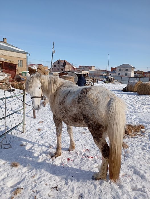 Продам кобылу 6лет