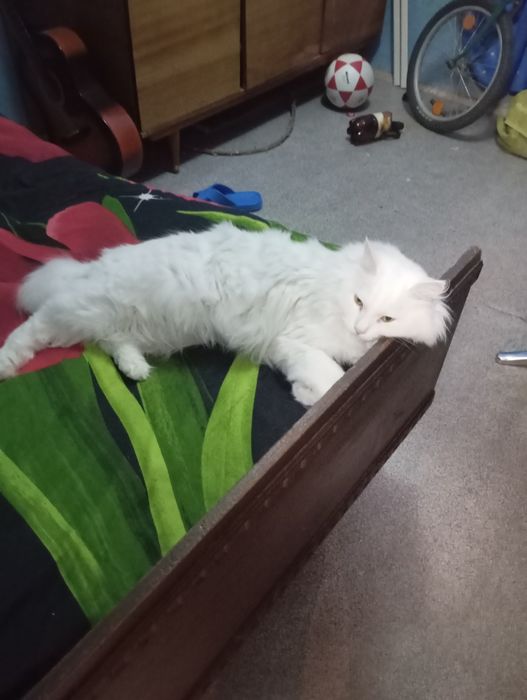 Отдам кота и кошку