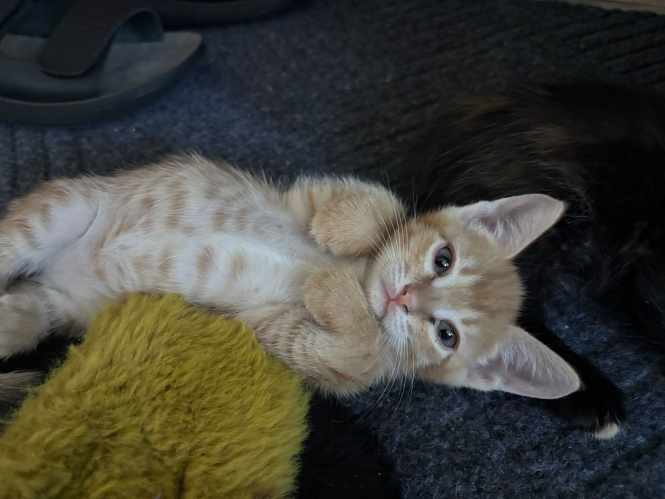 Котята бесплатно