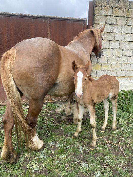 Vând iapa cu manz !
