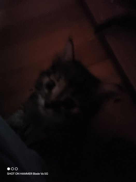 Подарявам котета