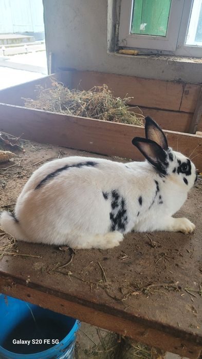 Vand iepuroaice gestante