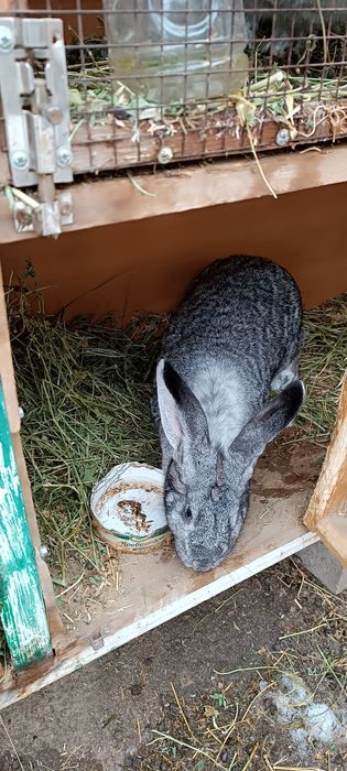 Продам кролик девочка один год