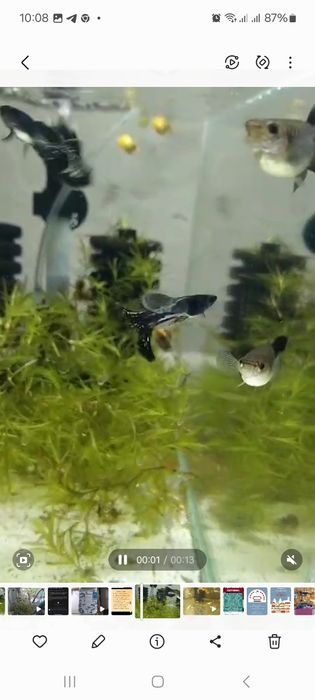 Гуппи black metalic