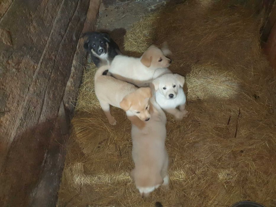 Donez căței metis Akita Inu cu Labrador