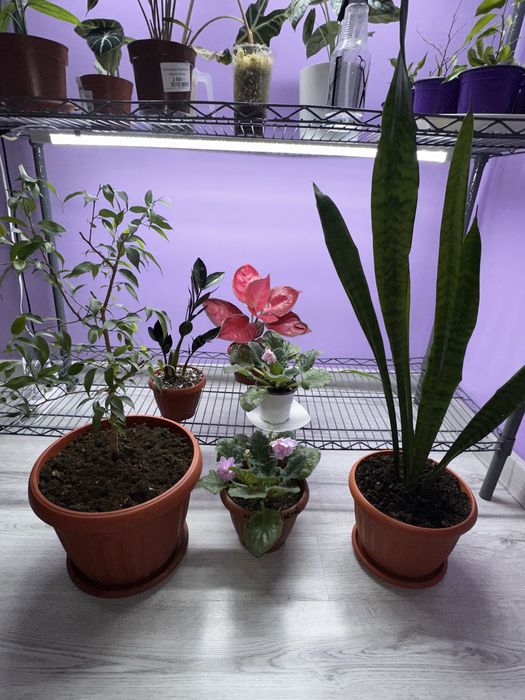 Продам цветы! Красивые