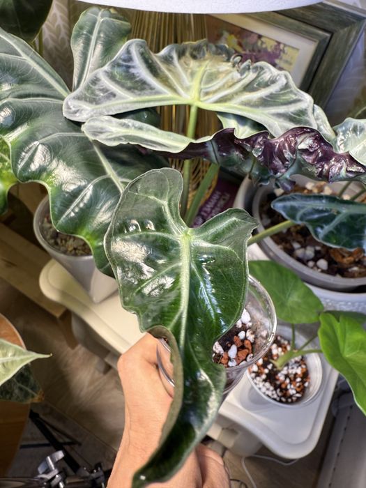 Детки алоказии Локо