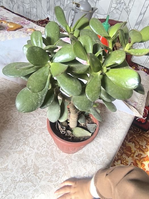 Чиройли ва нойоб гуллар