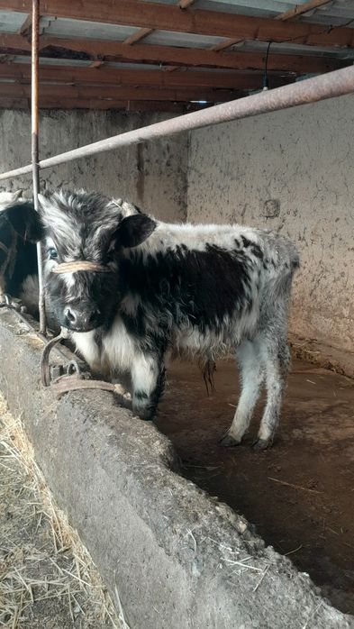 Еркек өгіз сатылады