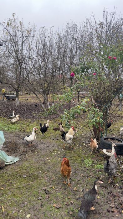 Vând rate .Crescute cu porumb și viermi