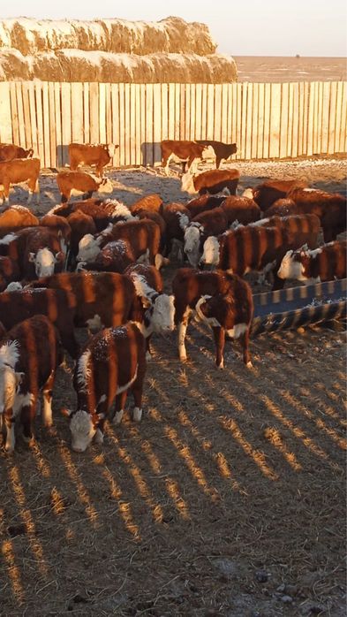 Қашар сатылады / Продается кашар(телята)