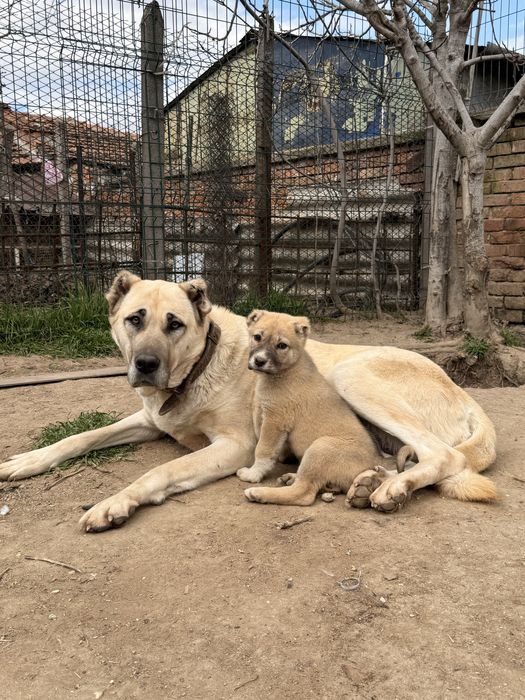 Кученца Кангал С Доставака