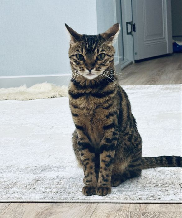 Кошечка бенгалка