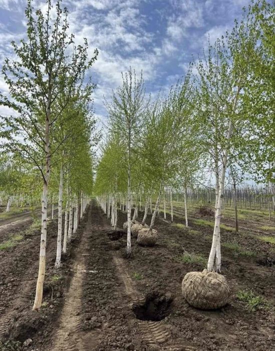 Leylandii, tuia spirala, tuia pe tija