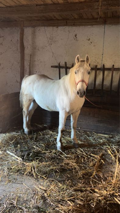 Vand sau schimb cal de 12 ani garantat de ham
