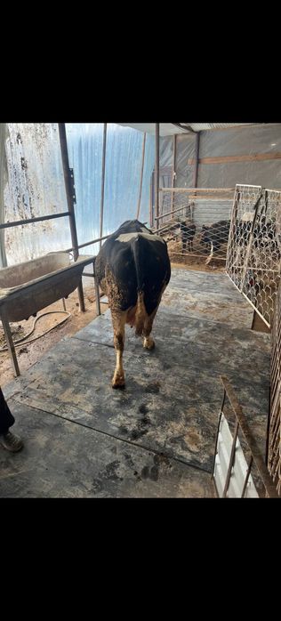 Mat rezina mol tagiga ichi trossli og'ir qalin razmeri 2000x1100