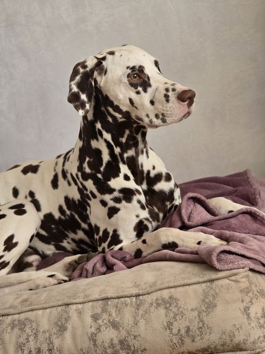 Вязка , далматин