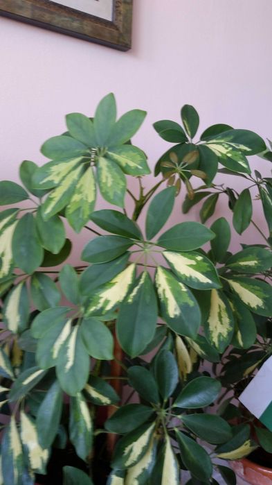 Две разкошни шарени шефлери и два бенджамина