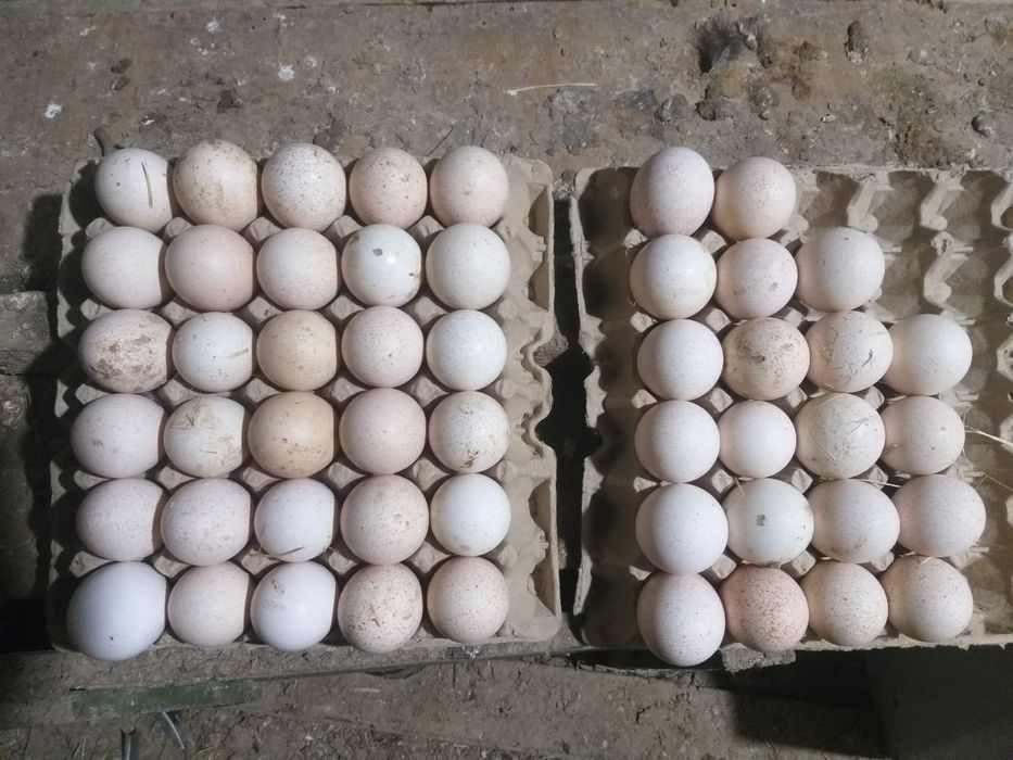 Курка,индюк тухуми сотилади 50 та