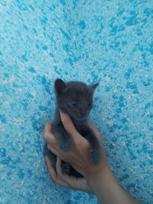 Mushuk sotiladi britanskiy ona bolalari bilan