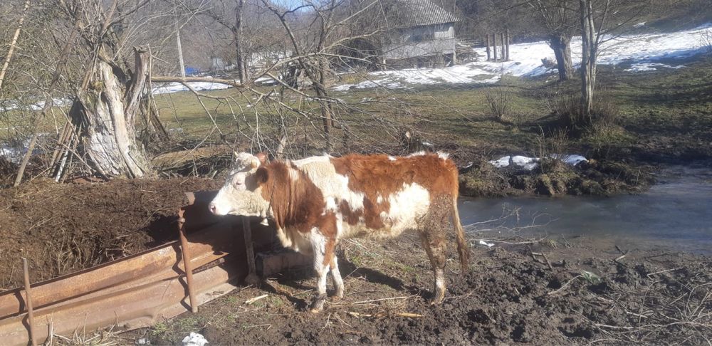 Vand juninca gestanta