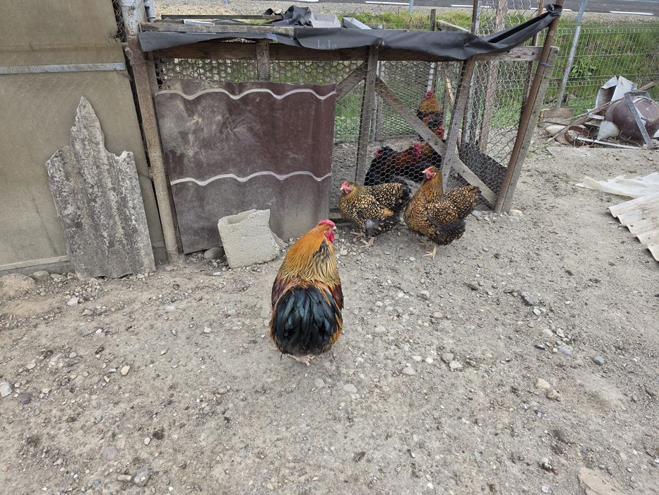 Ouă de incubat Wyandotte Gsg