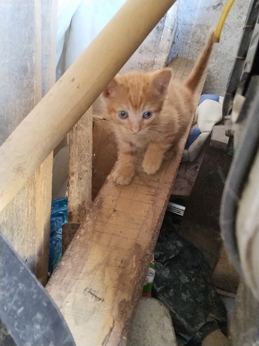 Котята котёнок мысык