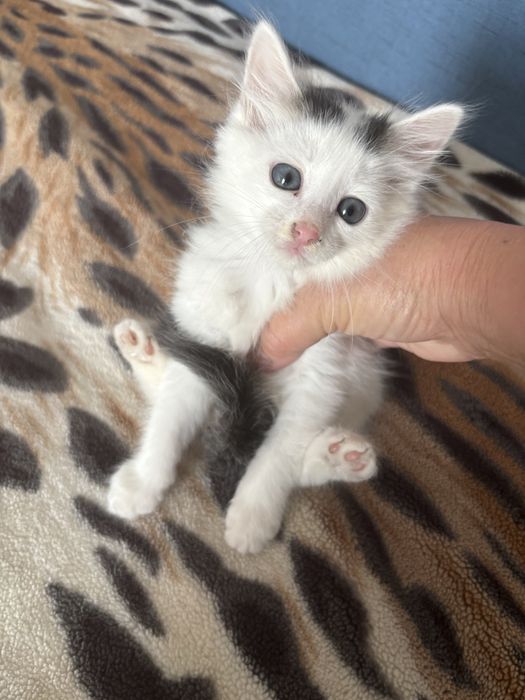 отдам котенка мальчик