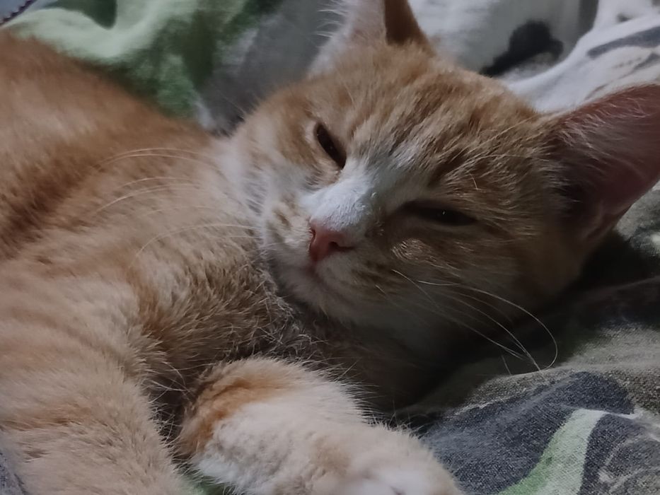 В добрые руки девочка