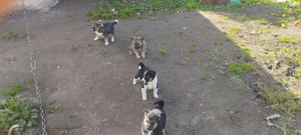 Отдам щенят в хорошие руки