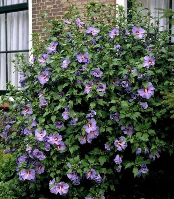 Гибискус сирийский