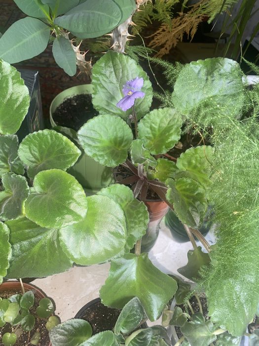 Комнатные расстение. Цветы.