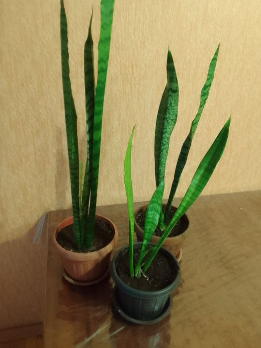 Продам Сансевиерию