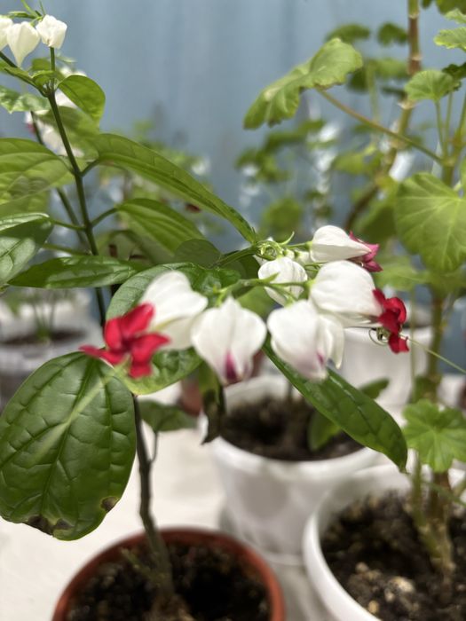 Комнатные цветы  разные.