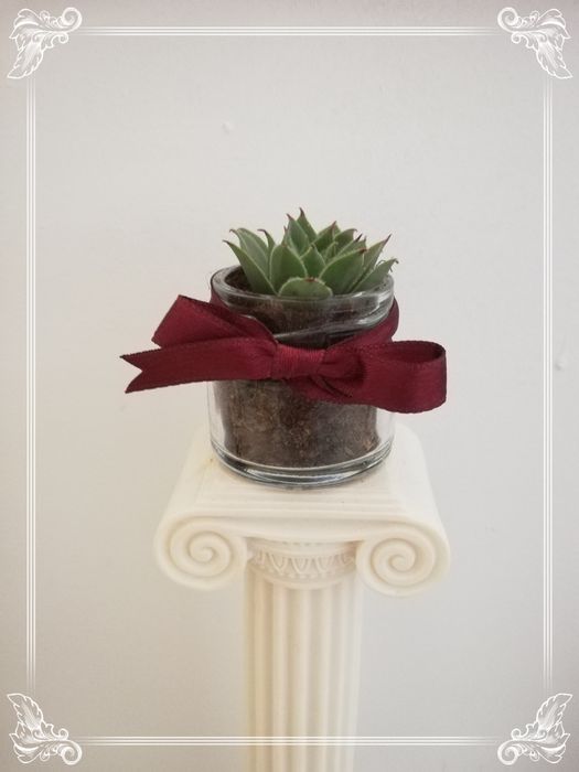 Marturii cu plante suculente