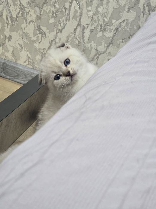 Продаются породистые котята скотиш фолд 2 девочки и 2 мальчика