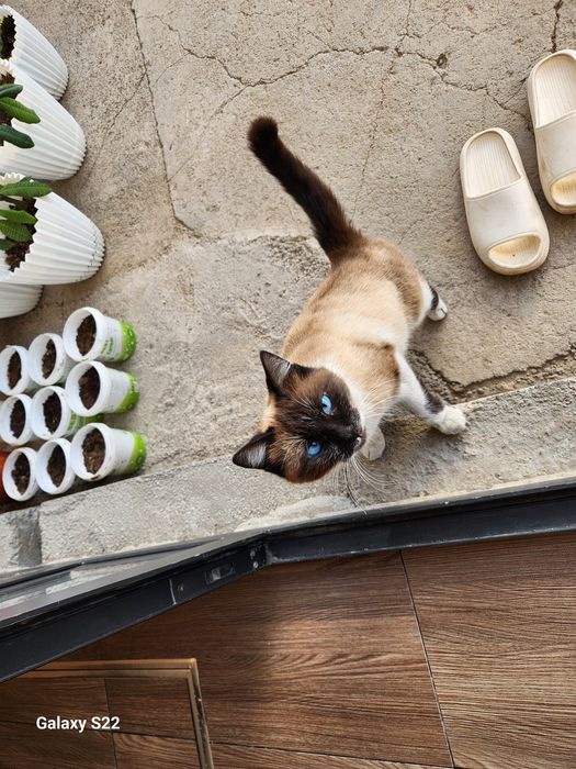 Сиамский кошка домашняя