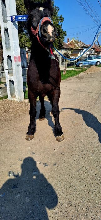 Van un manz de 2 ani