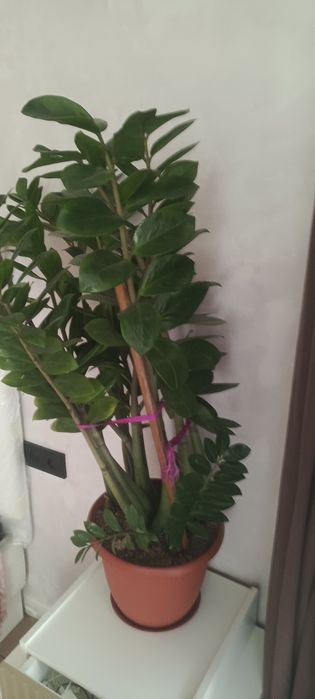 проадам цветок замиокулькас
