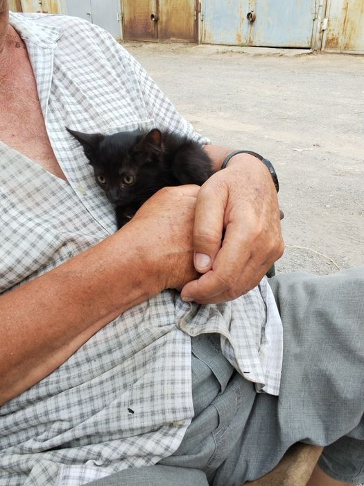 Котята котёнок мысык