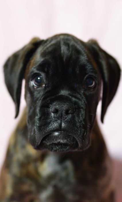 Pui Boxer cu pedigree