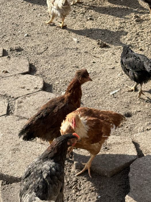 Млади петлета за месо