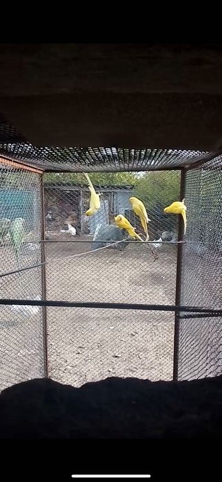 Папагали Малки Големи Александри