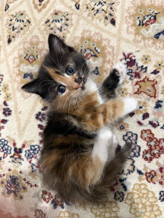 Котята домашние